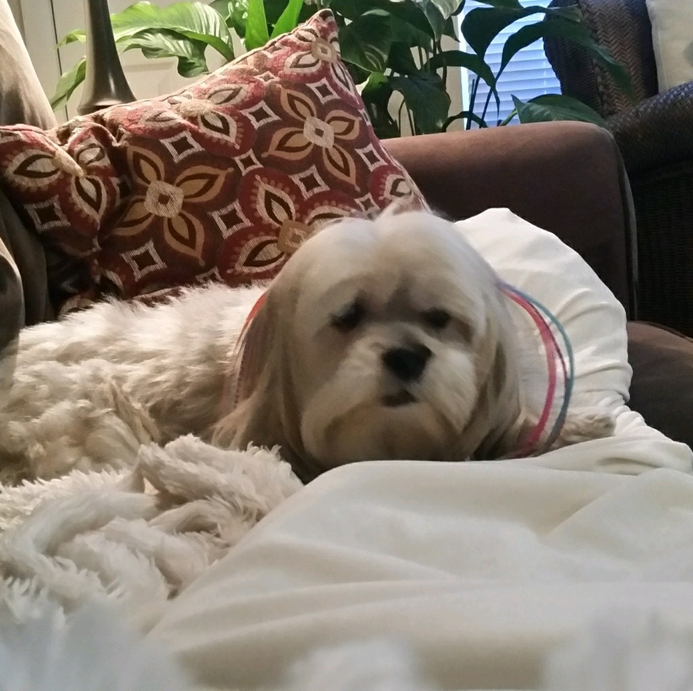 Meet your Posher, Susan